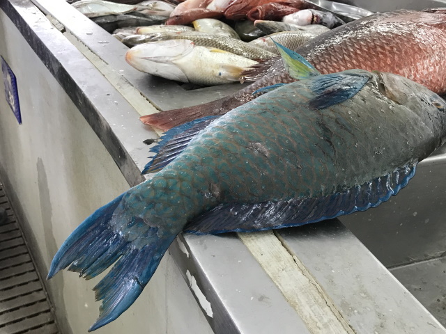 Blue fish, fish market, Muttrah