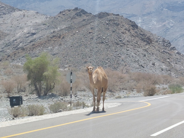 Camel on road
