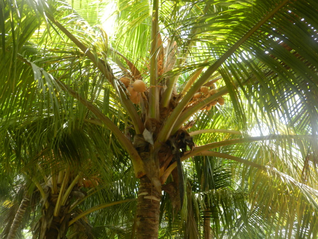 Coconut palm