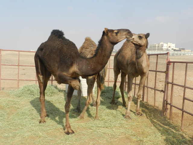 Camels for sale