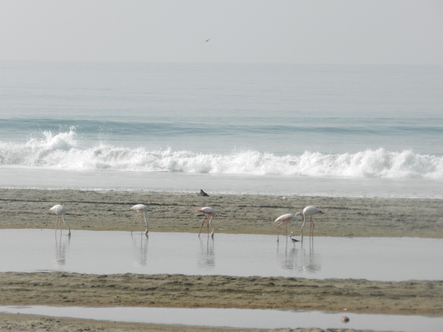 Flamingos near Salalah