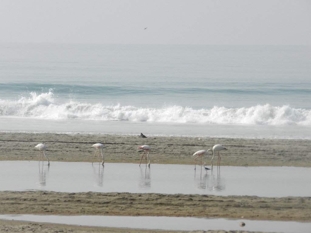 Flamingos near Salalah