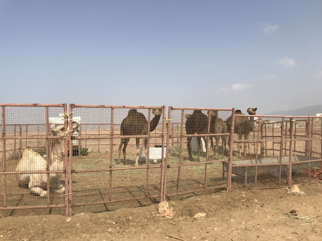Camels for sale, near Salalah
