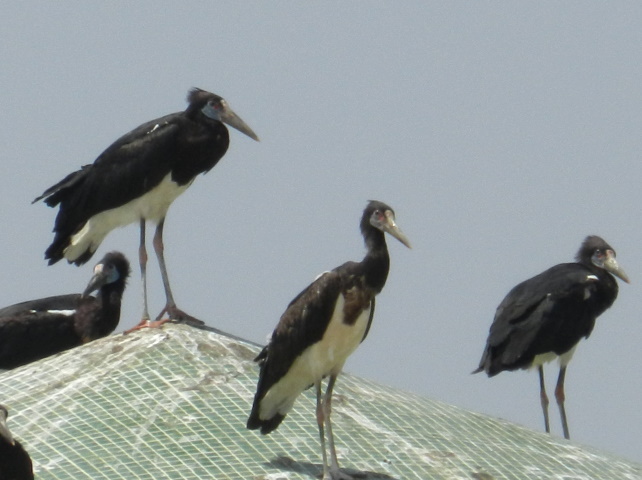 Can anyone identify these birds?