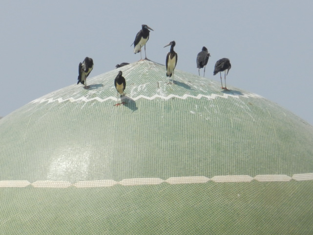 Storks? on dome of mosque
