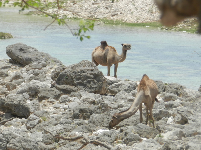 Camels at Wadi Darbat