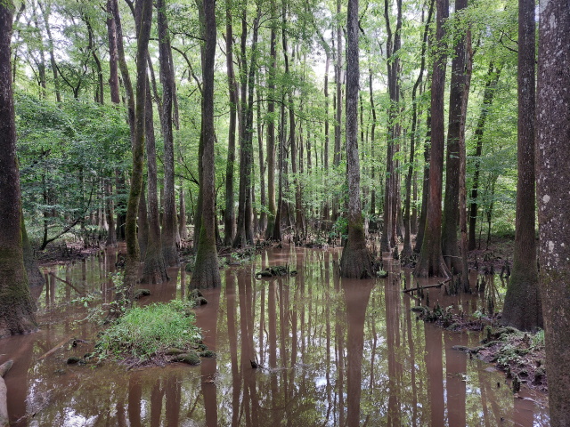 Reflections in Congaree National Park