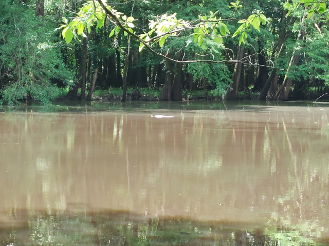 Alligator at Congaree