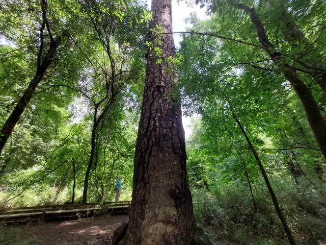 Big tree at Congaree National Park