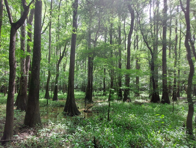 Congaree National Park