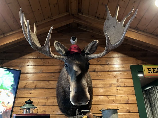 Moose head, Caney Fork Valley River Grille