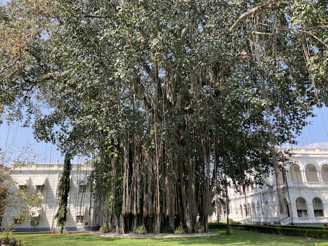Banyan Tree, Colombo National Museum